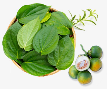 Betel Nut Betel Leaves Exporter in Sri Lanka