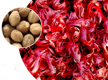 Nutmeg Mace Exporter in Sri Lanka